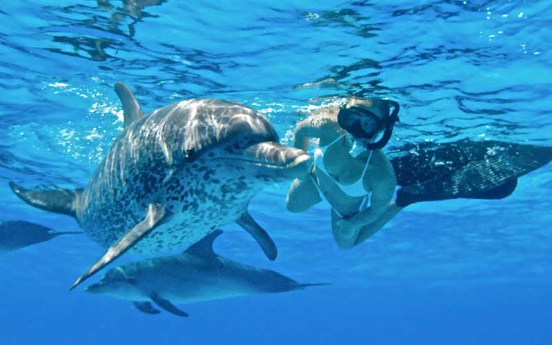 swim-with-dolphin